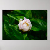 Peony Poster (Voorkant)