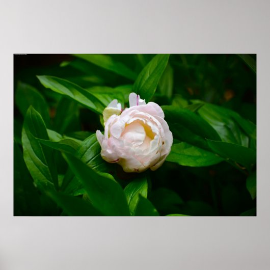 Peony Poster (Voorkant)