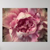 Peony Poster (Voorkant)