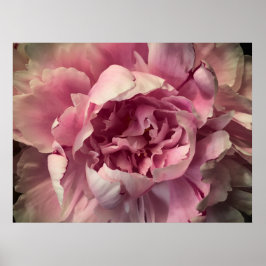 Peony Poster
