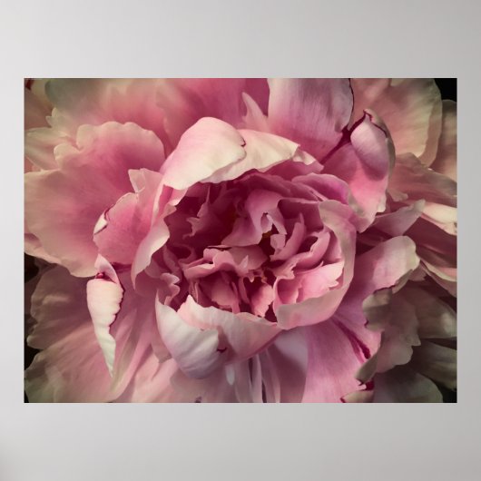 Peony Poster (Voorkant)