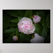 Peony Poster (Voorkant)