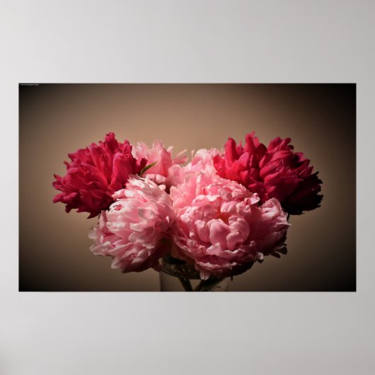 Peony Poster (Voorkant)