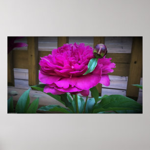 Peony Poster