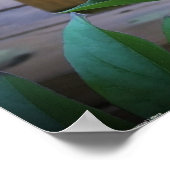 Peony Poster (Hoek)