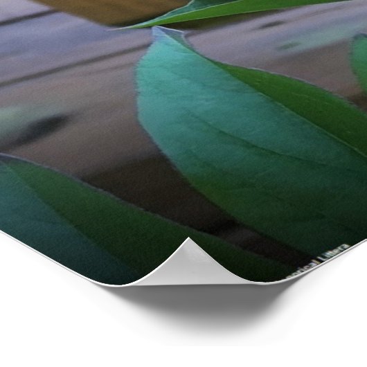 Peony Poster (Hoek)