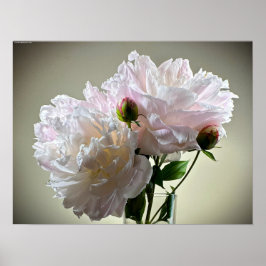 Peony Poster