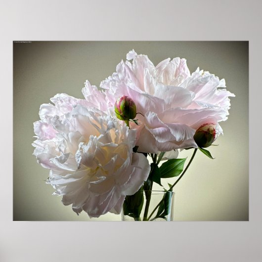 Peony Poster (Voorkant)