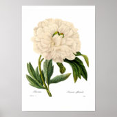 Peony Poster (Voorkant)