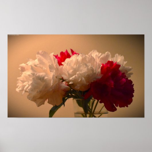 Peony Poster (Voorkant)