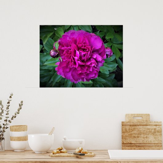Peony Poster (Keuken)