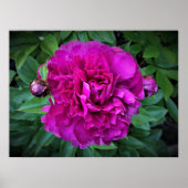 Peony Poster (Voorkant)