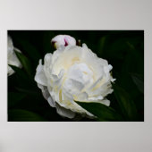 Peony Poster (Voorkant)