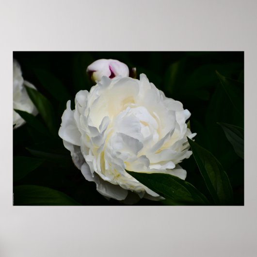 Peony Poster (Voorkant)