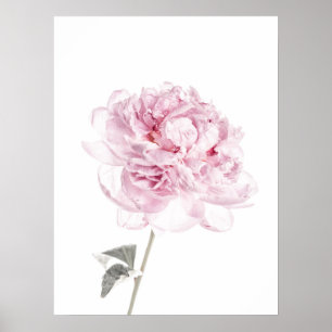 Peony print Peony Wall Art Fine Art fotografie
