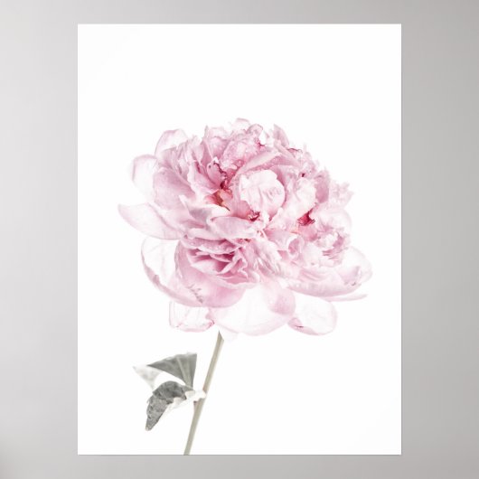 Peony print Peony Wall Art Fine Art fotografie (Voorkant)