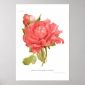 Peony 'Reine Elizabeth' Poster (Voorkant)