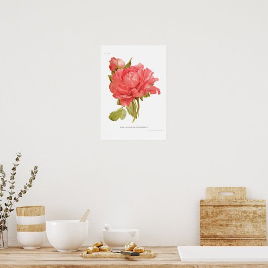 Peony 'Reine Elizabeth' Poster (Keuken)