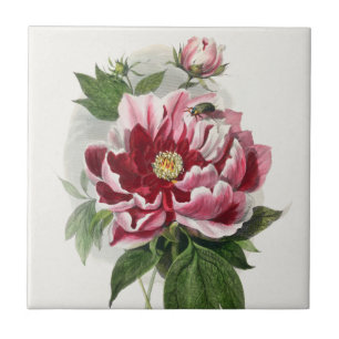 Peony Roos  botanische muurkunst Tegeltje