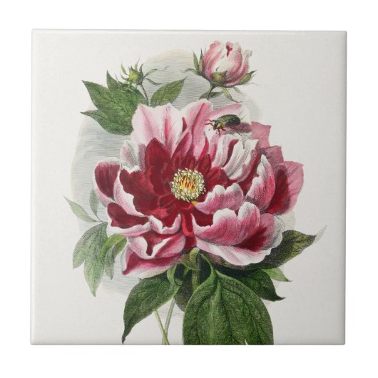 Peony Roos  botanische muurkunst Tegeltje (Voorkant)