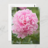 Peony "Sarah Bernhardt":Briefkaart Briefkaart (Voorkant / Achterkant)