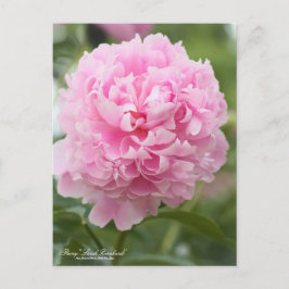 Peony "Sarah Bernhardt":Briefkaart Briefkaart