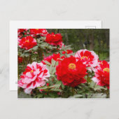 Peony "Shima-Nishiki":Briefkaart Briefkaart (Voorkant / Achterkant)