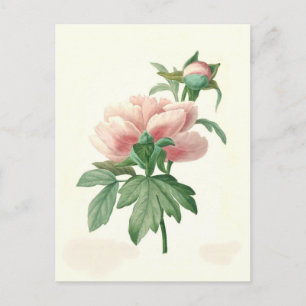 Peony van Pierre-Joseph Redouté Briefkaart