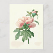 Peony van Pierre-Joseph Redouté Briefkaart (Voorkant)