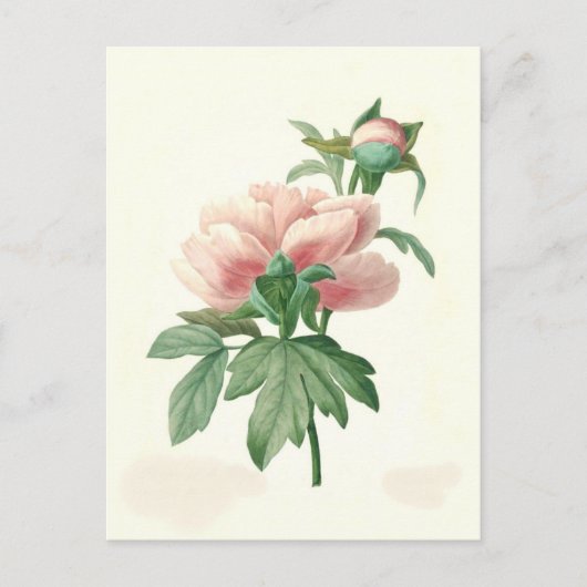 Peony van Pierre-Joseph Redouté Briefkaart (Voorkant)