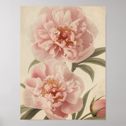 Peony Watercolor Elegance Poster (Voorkant)
