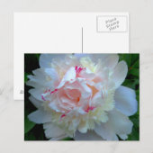 Peony White Briefkaart (Voorkant / Achterkant)