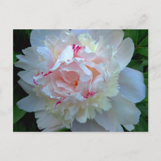Peony White Briefkaart (Voorkant)
