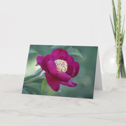 Peony "Zwaarddans" Kaart (Voorkant)