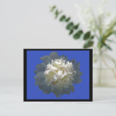 peonyschoonheid briefkaart (Staand voorkant)