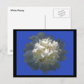 peonyschoonheid briefkaart (Voorkant / Achterkant)