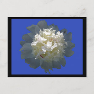 peonyschoonheid briefkaart
