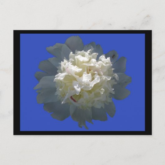 peonyschoonheid briefkaart (Voorkant)