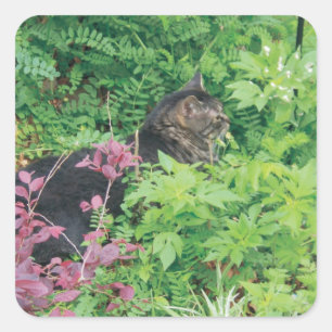 Pepe de kat in de tuin vierkante sticker