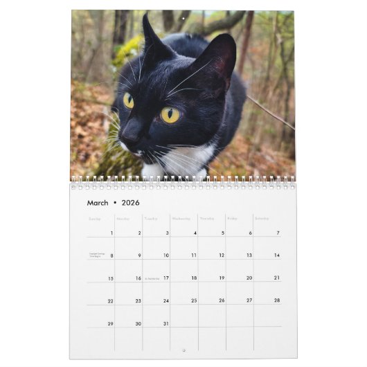 Pepe, een jaar op de kalender van het leven (Mar 2026)