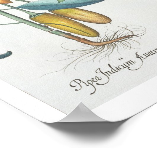 Peper: 1.Piper Indicum filidevlovis; 2.Piper Poster (Hoek)