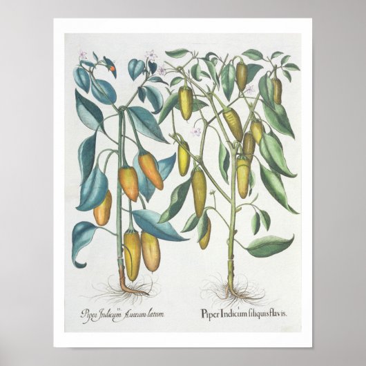 Peper: 1.Piper Indicum filidevlovis; 2.Piper Poster (Voorkant)