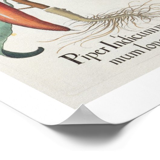 Peper: 1.Piper Indicum maximum longum; 2.Piper I Poster (Hoek)