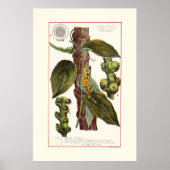 PEPER - VINTAGE BOTANISCHE ILLUSTRATIE POSTER (Voorkant)