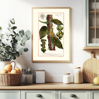 PEPER - VINTAGE BOTANISCHE ILLUSTRATIE POSTER