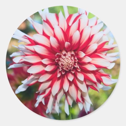 Pepermunt Dahlia Sticker (Voorkant)