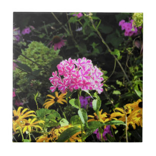 Pepermunt Twist Phlox in de bloementuin Tegeltje