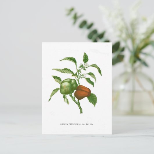 Pepper Briefkaart (Staand voorkant)