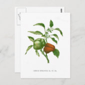 Pepper Briefkaart (Voorkant / Achterkant)