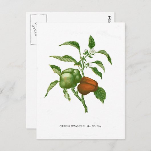 Pepper Briefkaart (Voorkant / Achterkant)